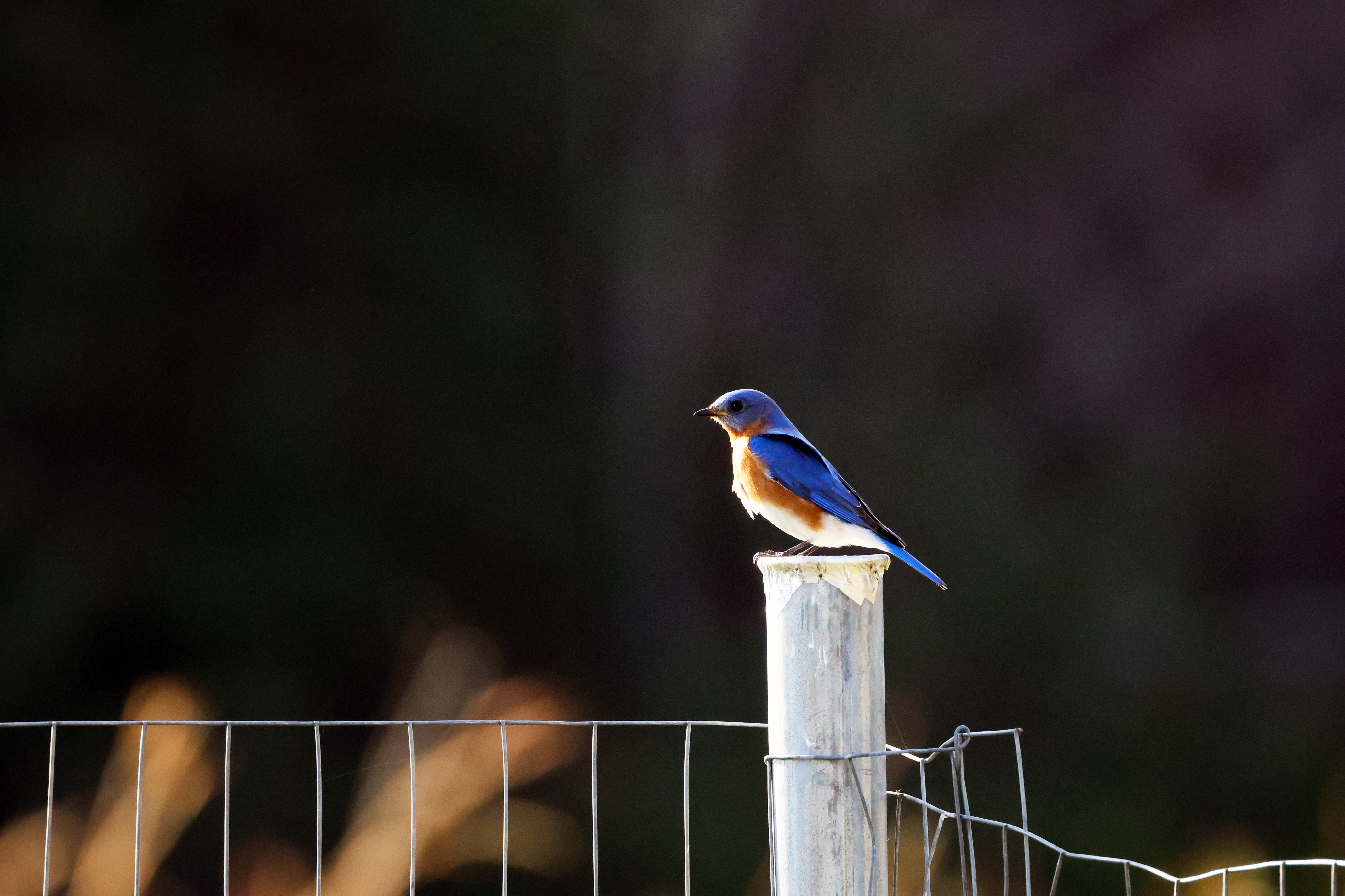 Bluebird.jpg